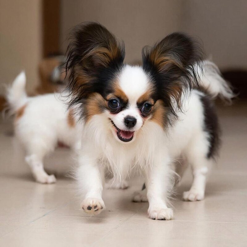 щенки папийона - СЕРГЕЙ ФИЛОЧКИН