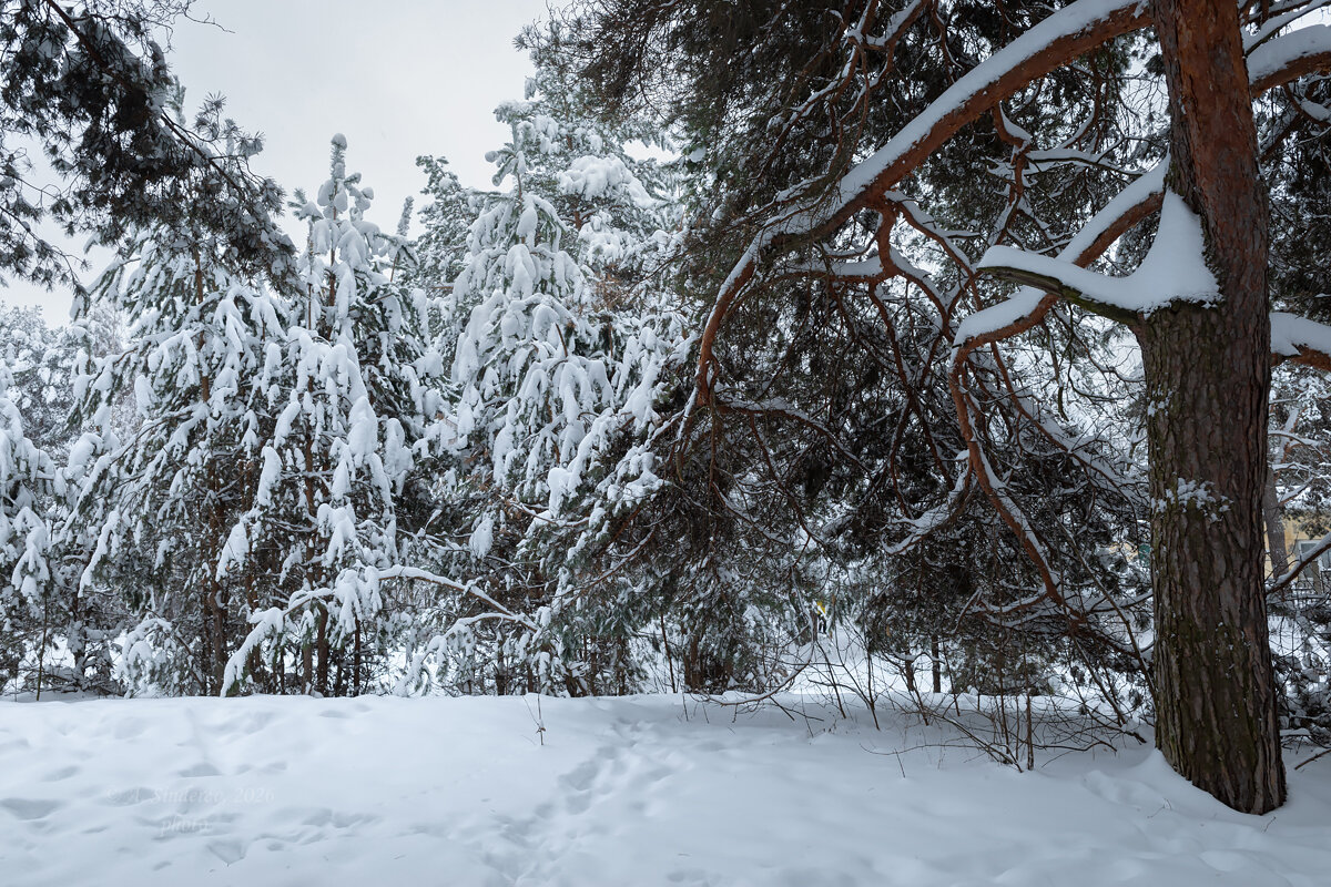 Лес зимой - Александр Синдерёв