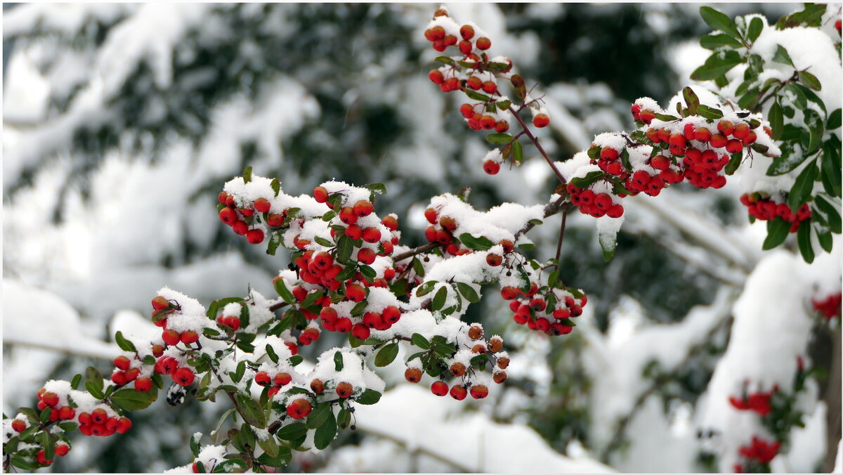 Мороз и солнце; день чудесный! Еще ты дремлешь, друг прелестный — Пора, красавица, проснись: - "The Natural World" Александер Мороз и солнце; день чудесный! Еще ты дремлешь, друг прелестный — Пора, красавица, проснись: - "The Natural World" Александер