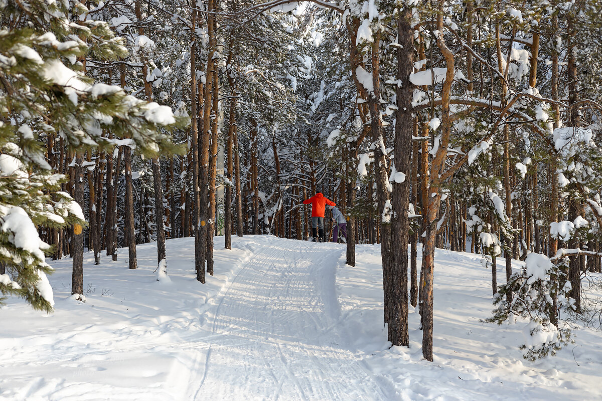 Лыжники в лесу - Александр Синдерёв