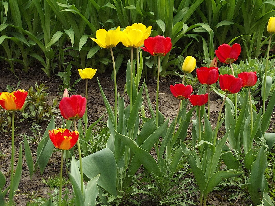 Тюльпаны - Freddy 97