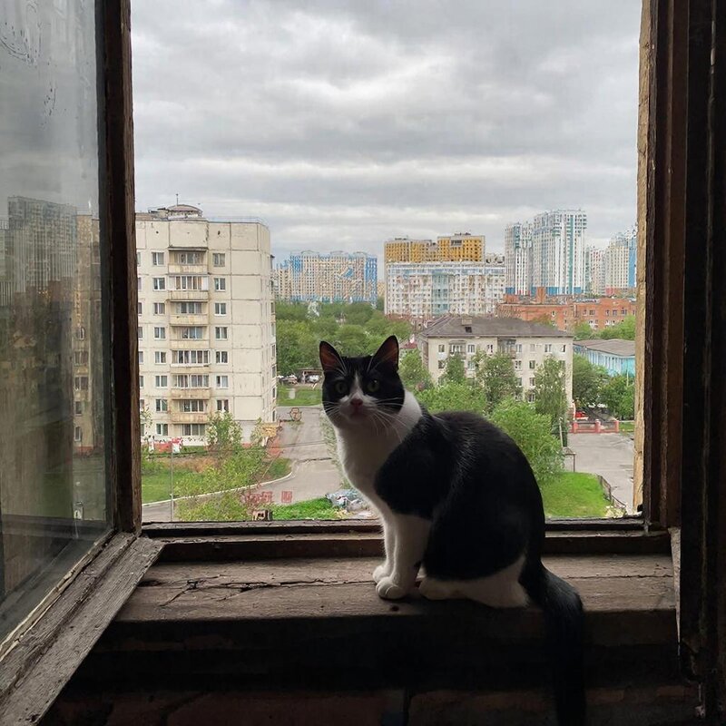 КОШКА У ОКОШКА - СЕРГЕЙ ФИЛОЧКИН