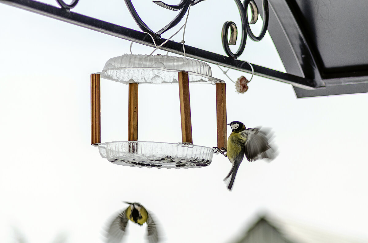 Пора обедать - Андрей Щетинин Пора обедать - Андрей Щетинин