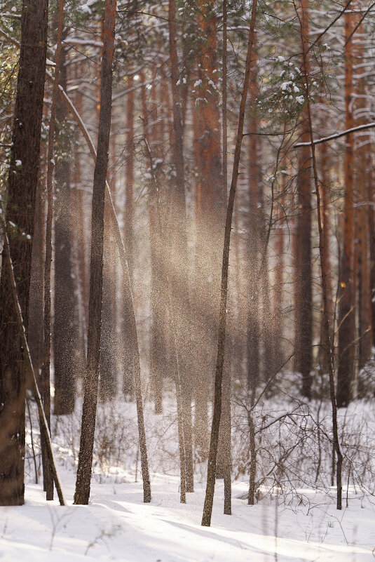 Февральские засветы - Вячеслав Алтай