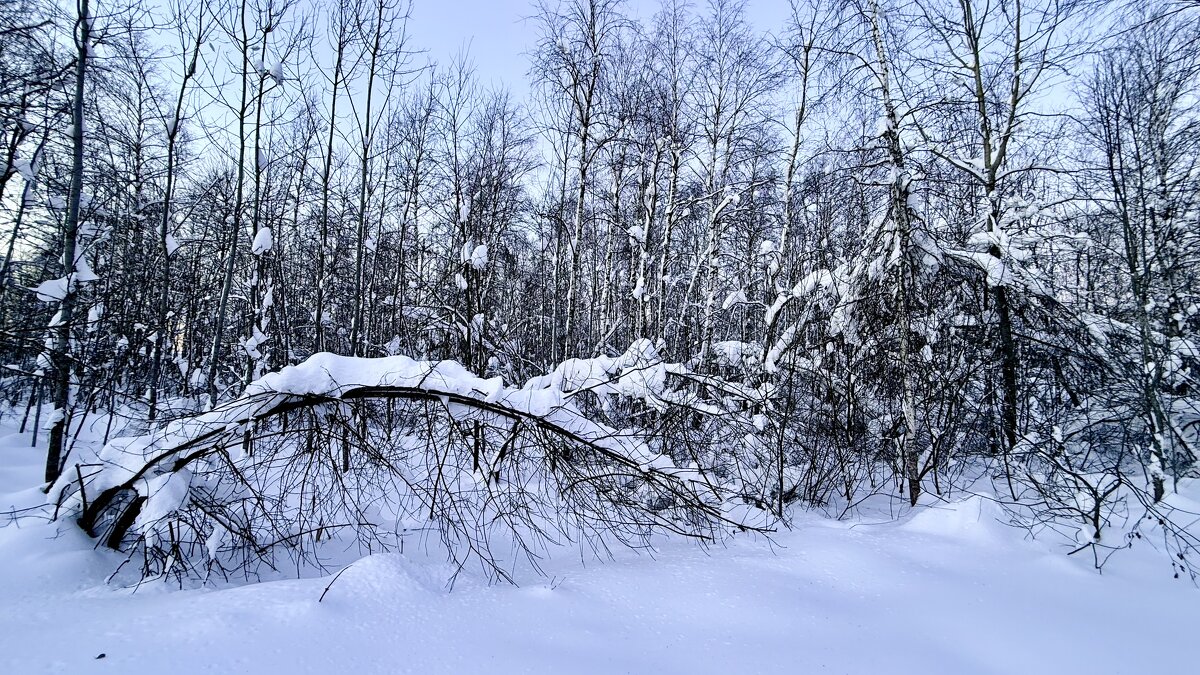 «Ах, как красива эта ЗИМА..!»’26г. - Арина Невская «Ах, как красива эта ЗИМА..!»’26г. - Арина Невская