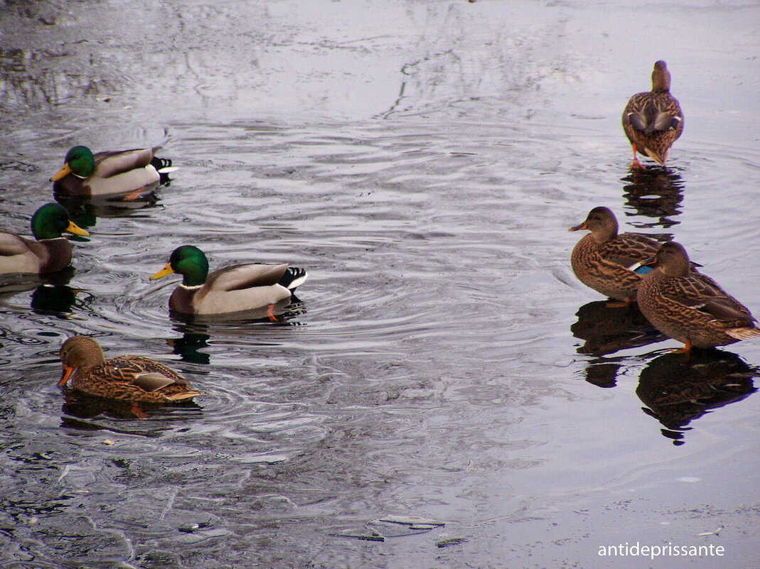 Утки на льду....СПБ.... - vadim 