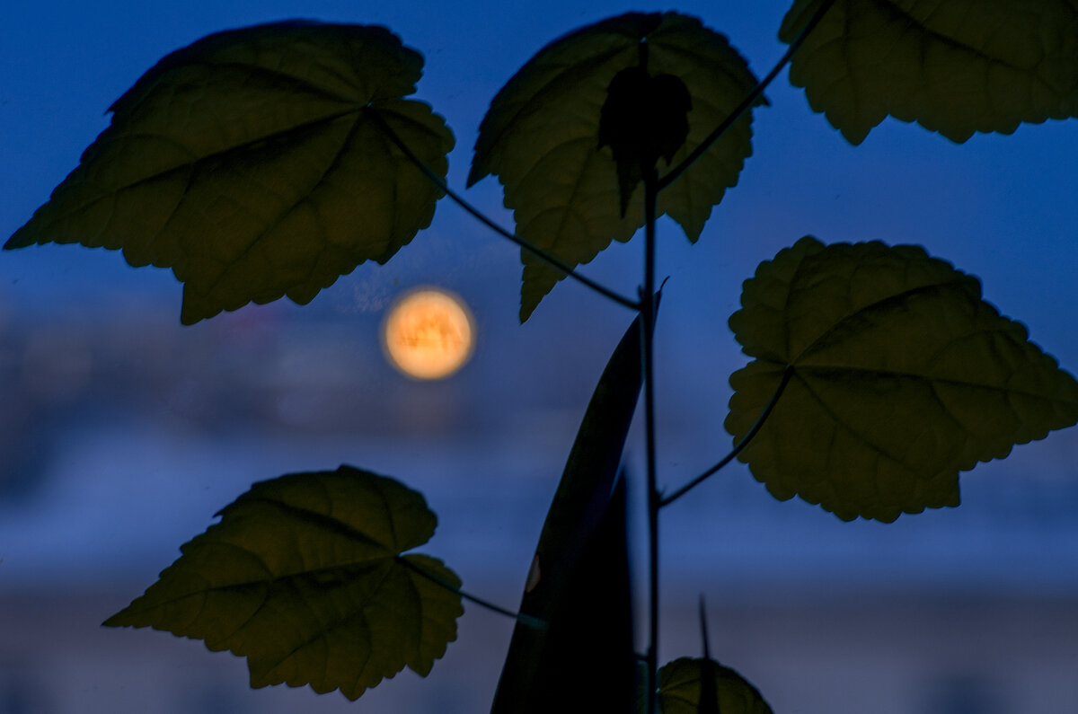 ... - ВЛАДИМИР 