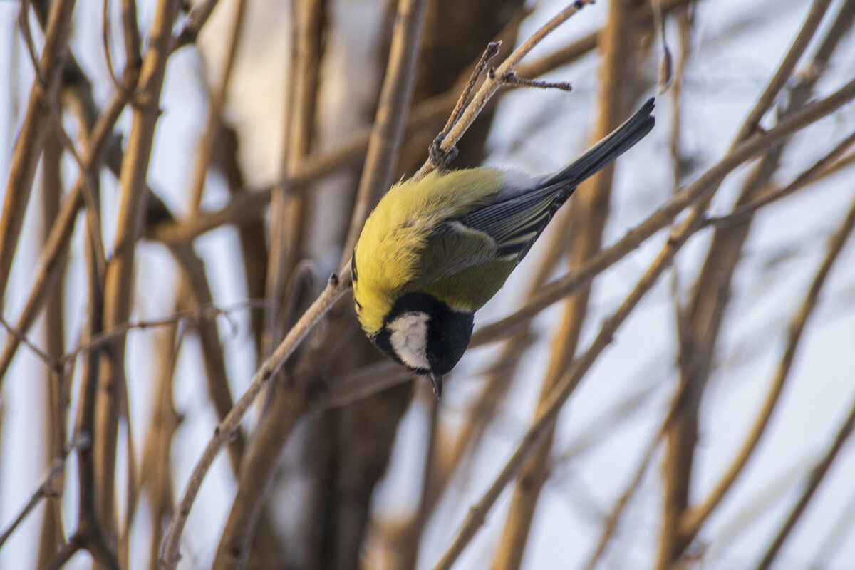 Вниз головой. - Сергей Ц