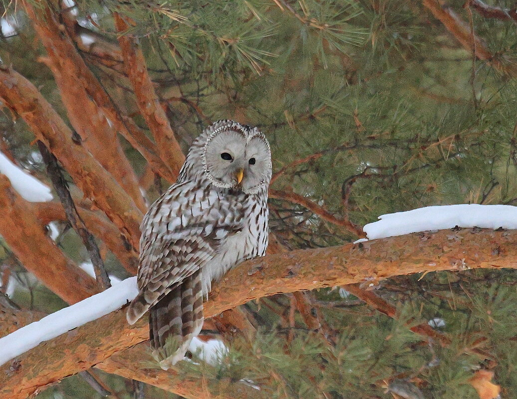 **** - Владилен Панченко **** - Владилен Панченко