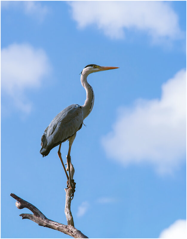 Серая цапля. - Александр Григорьев