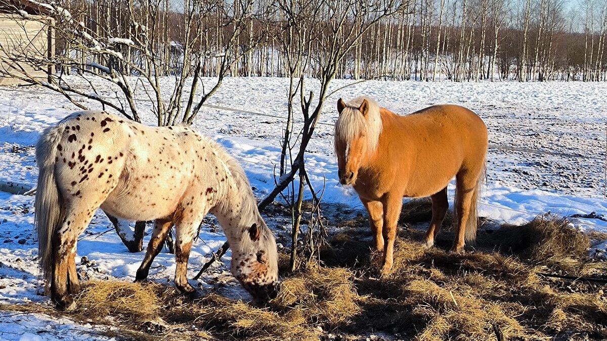Соболь и Джонни. - Ольга Соболь и Джонни. - Ольга