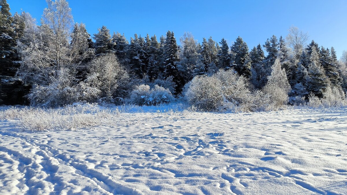 Морозное и солнечное начало февраля. - Ольга 