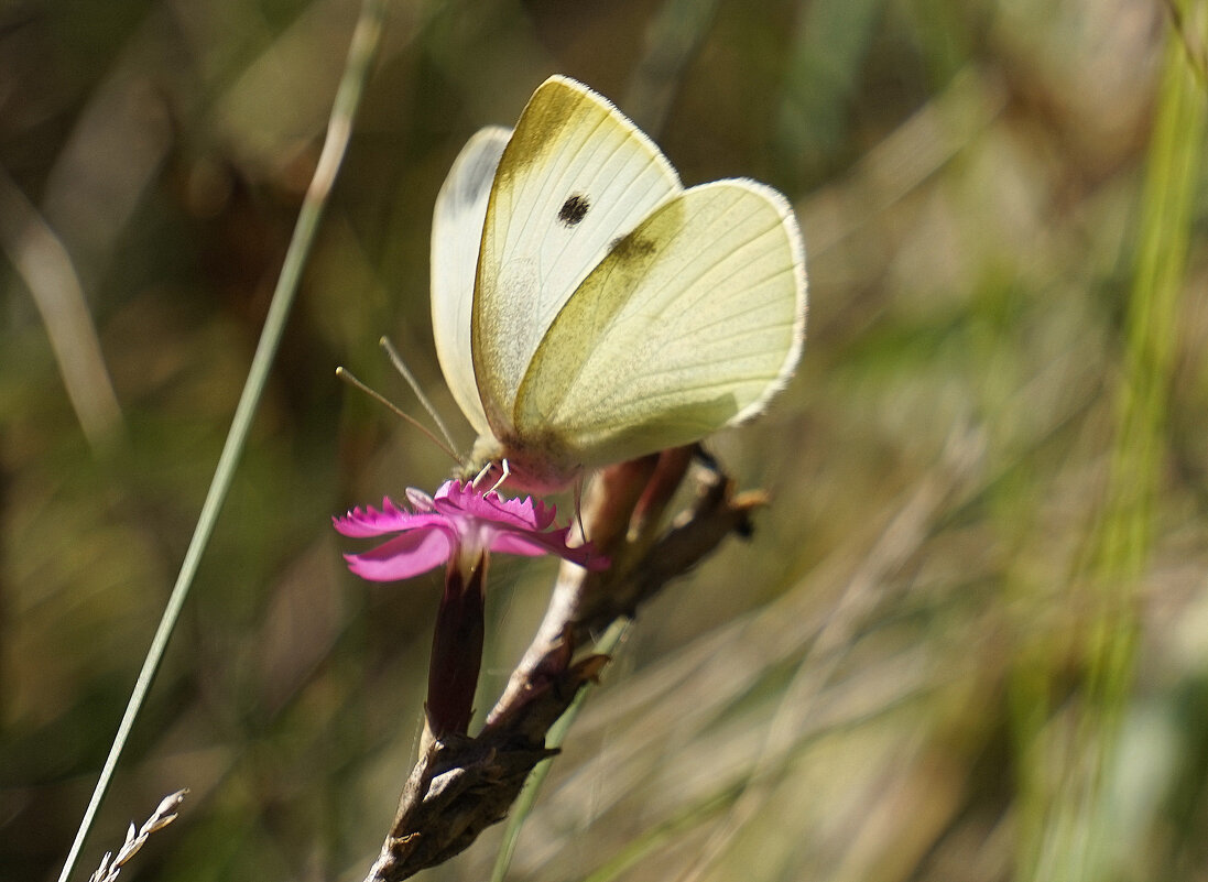 опять про бабочек...381 - Александр Прокудин