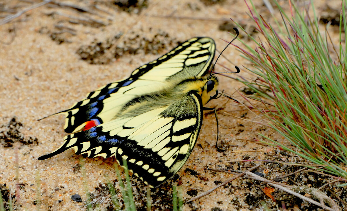 опять про бабочек...385 - Александр Прокудин