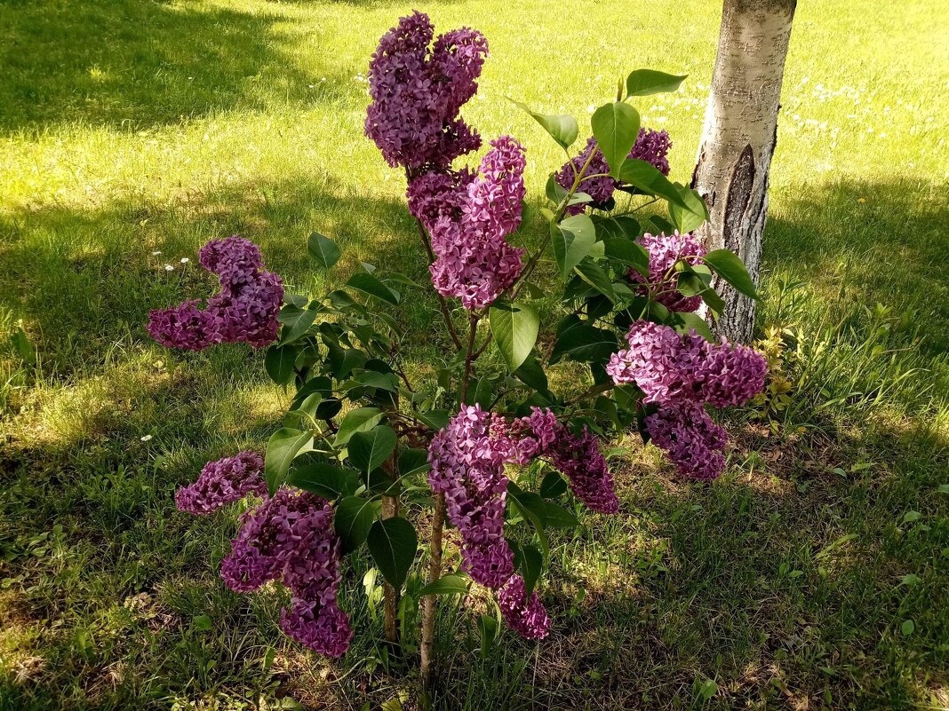 Молодой кустик сирени. - Елена Сухорученкова