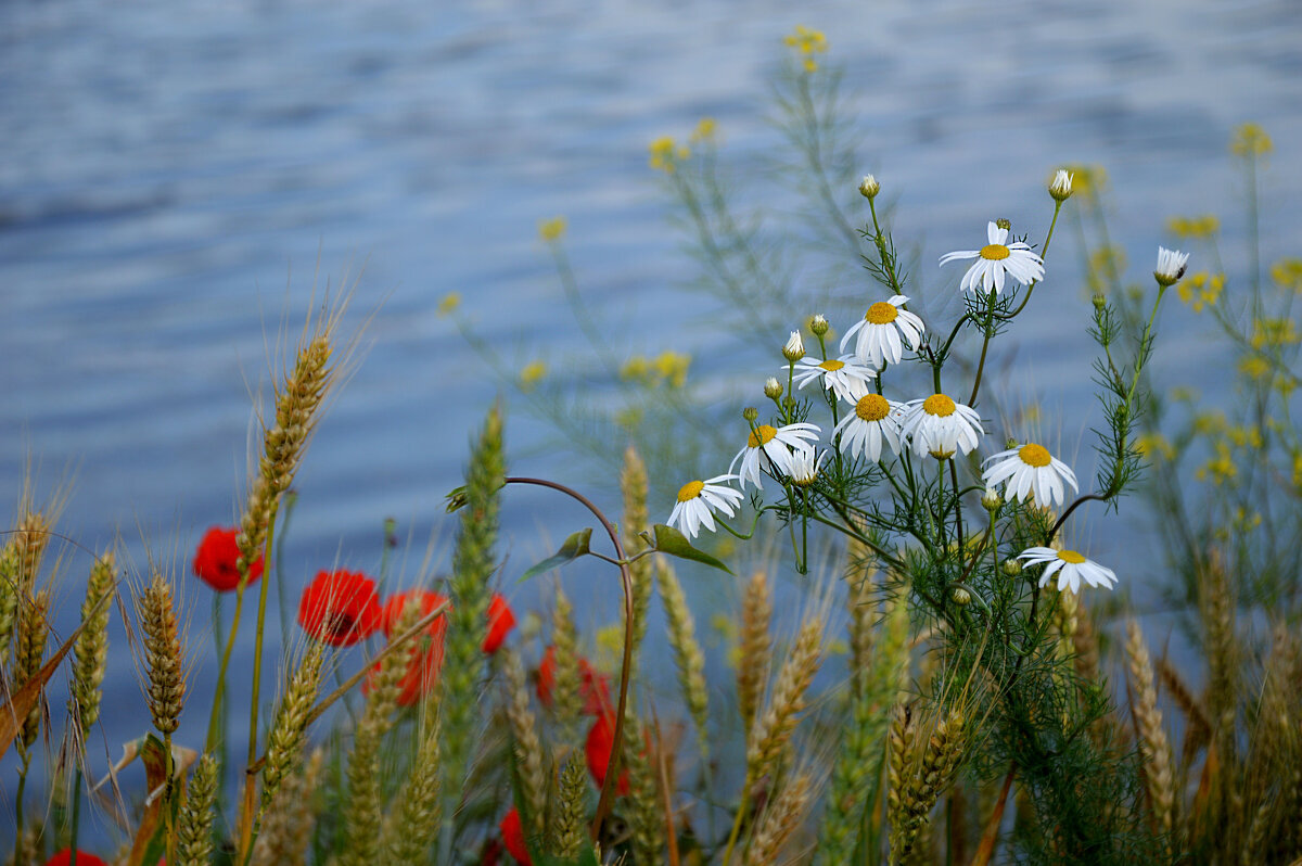 .Ах, лето... ты - прекрасная пора! - Надежда Куркина .Ах, лето... ты - прекрасная пора! - Надежда Куркина