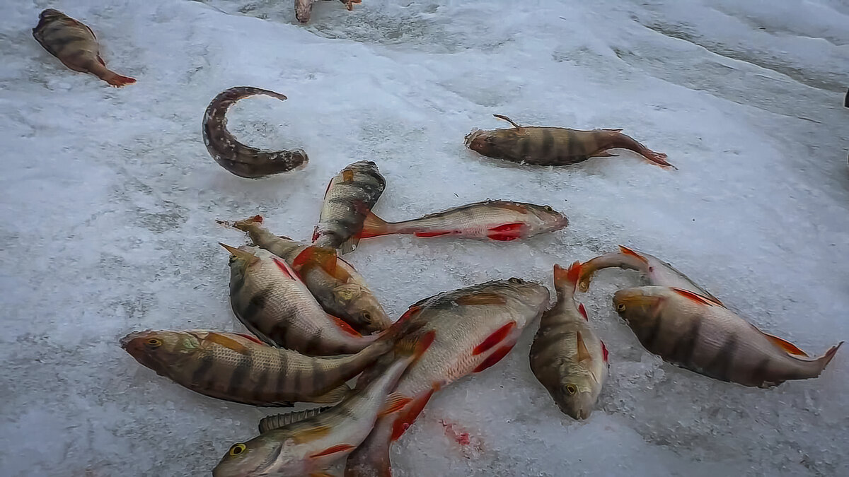 Зимняя рыбалка. - Aleksey Afonin