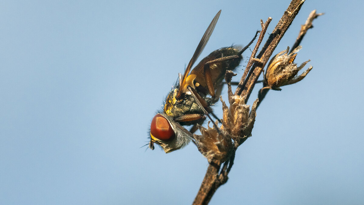 Летнее макро - Владимир Лазарев