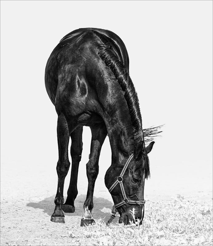 Вороной - SanSan 