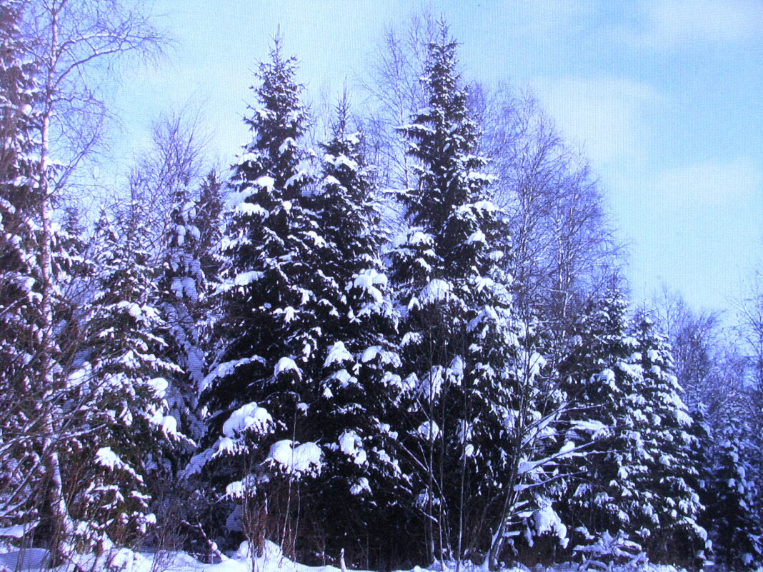Зимняя красота - Людмила Смородинская Зимняя красота - Людмила Смородинская