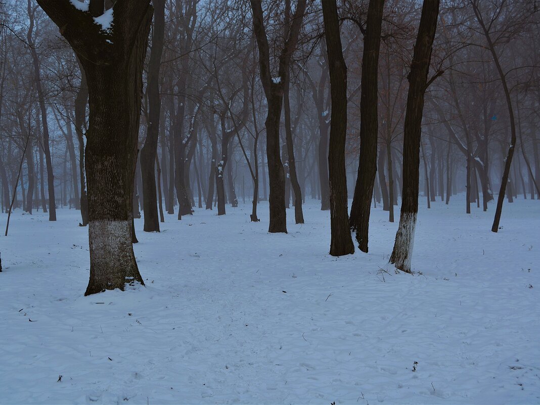 Ростов-на-Дону. Зимний туман в парке им. Н. Островского. - Пётр Чернега Ростов-на-Дону. Зимний туман в парке им. Н. Островского. - Пётр Чернега