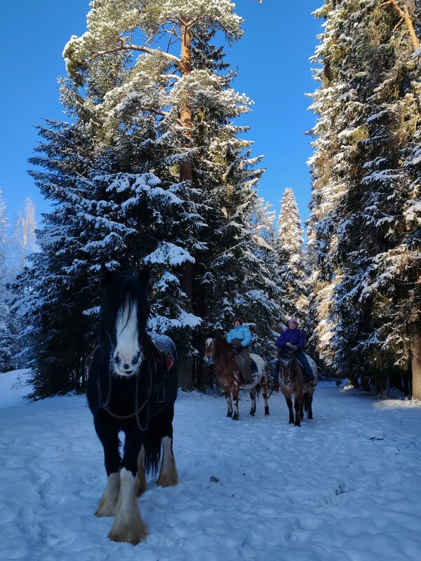 В зимнем сказочном лесу. - Ольга 