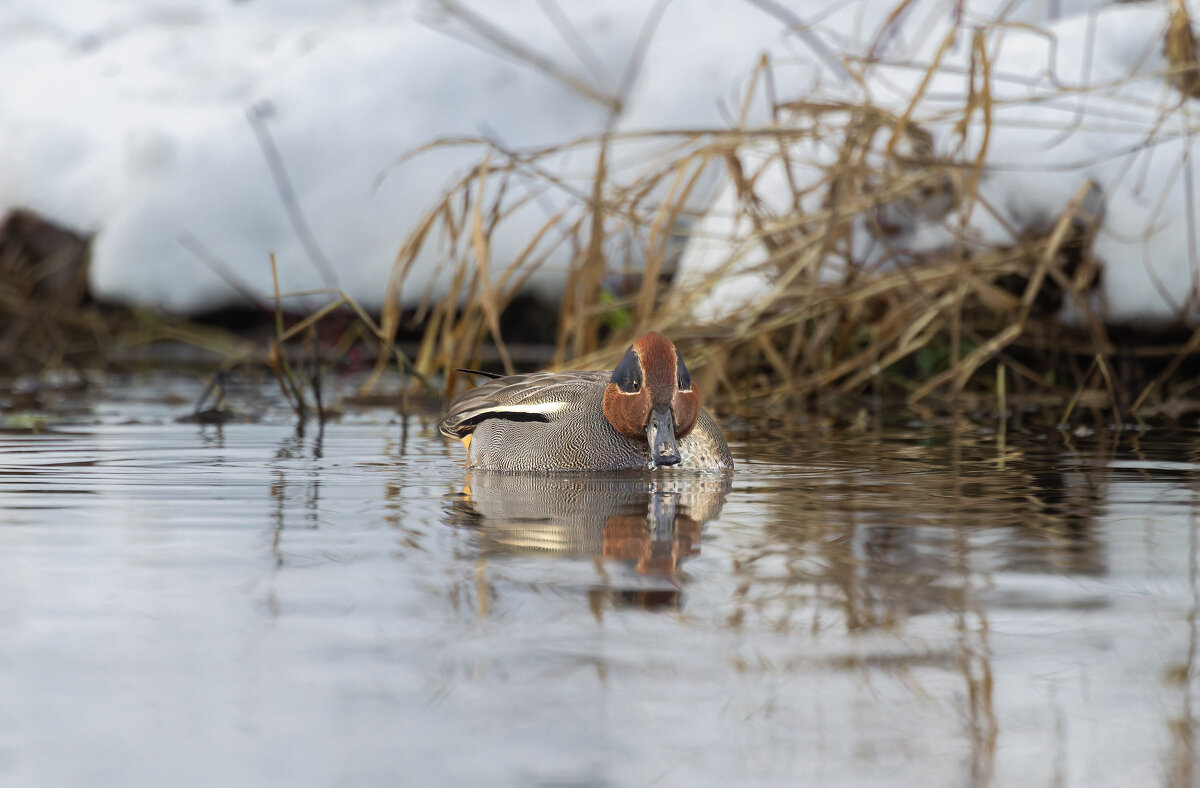 чирок свистунок - юрий макаров чирок свистунок - юрий макаров