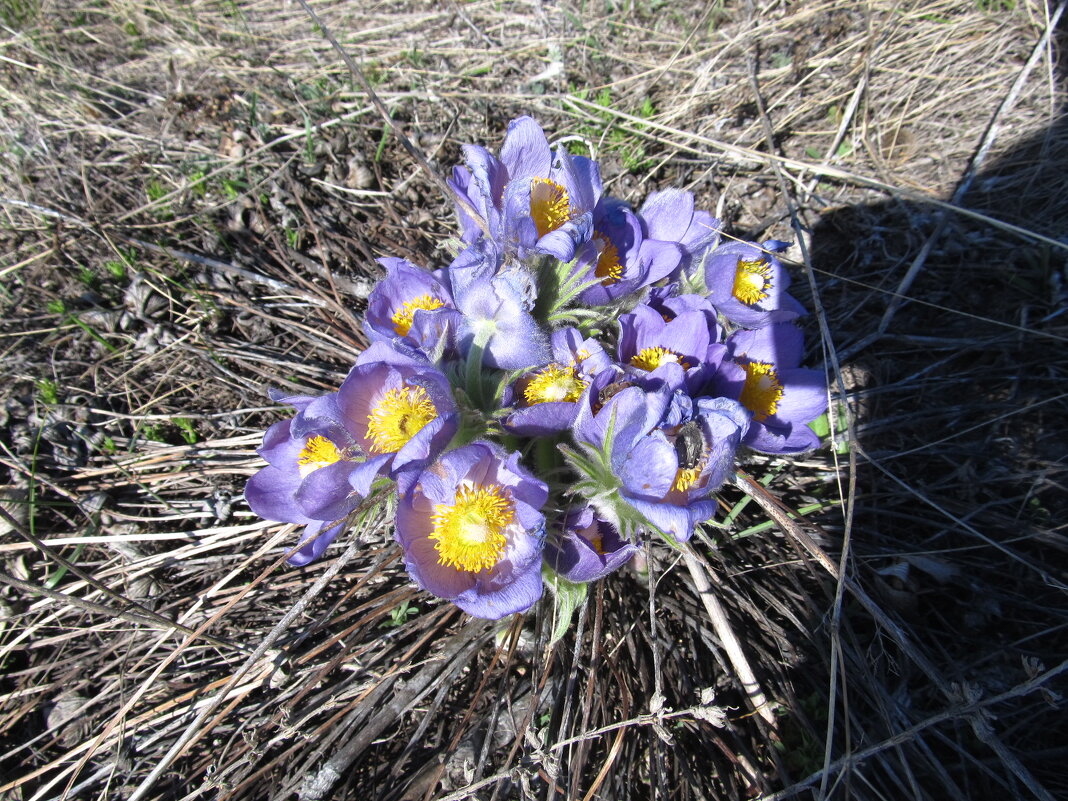 апрельский букетик - Елена Шаламова апрельский букетик - Елена Шаламова