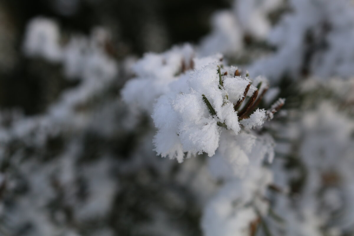 Мороз снежком укутывал... - Ольга 