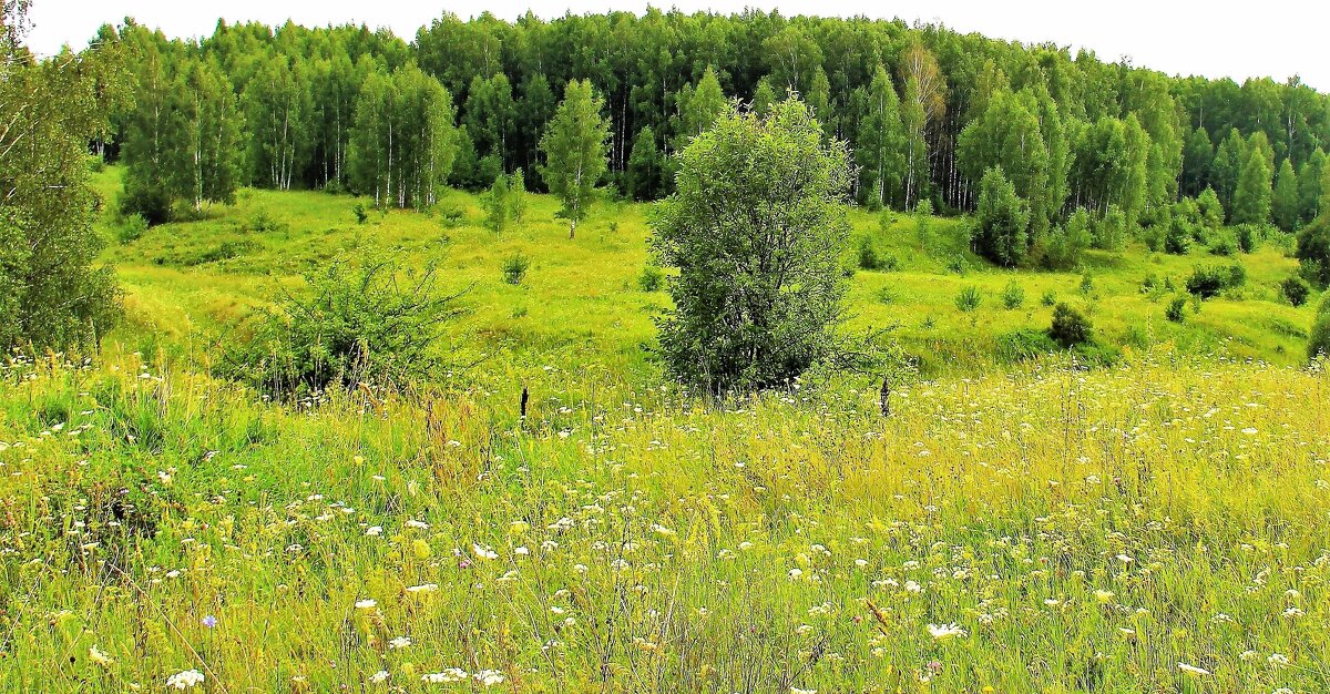 БЕРЕЗОВАЯ РОЩА - Валентина 