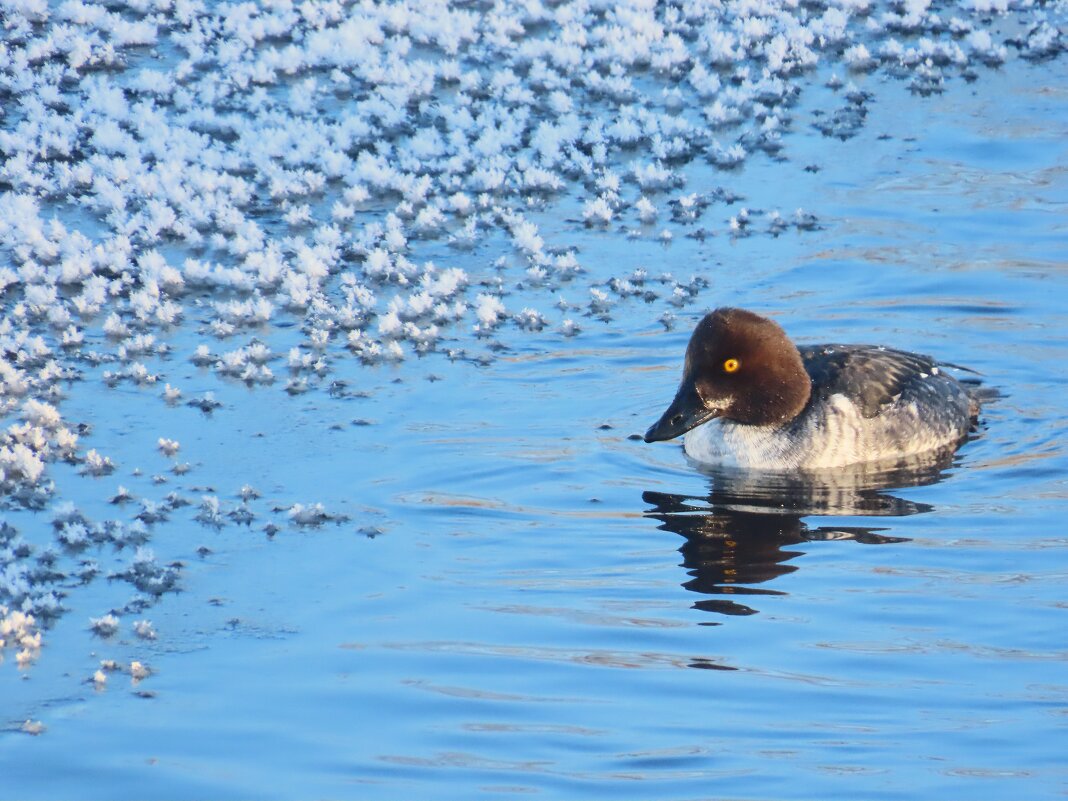 Самочка Гоголя на зимовке - Ольга Митрофанова
