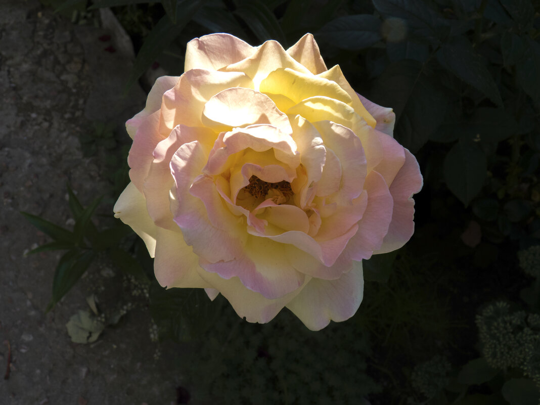 Глория  Дэй - Валентин Семчишин