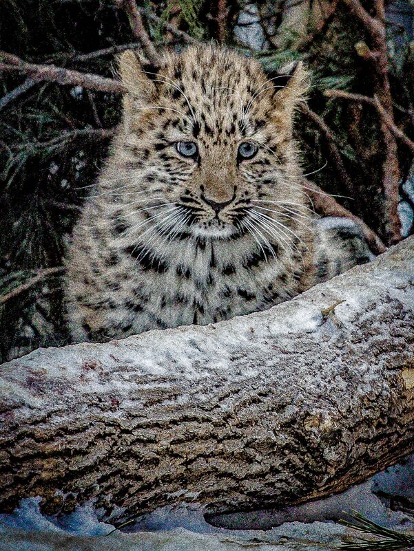 Леопард ХЛОЯ - Аркадий 