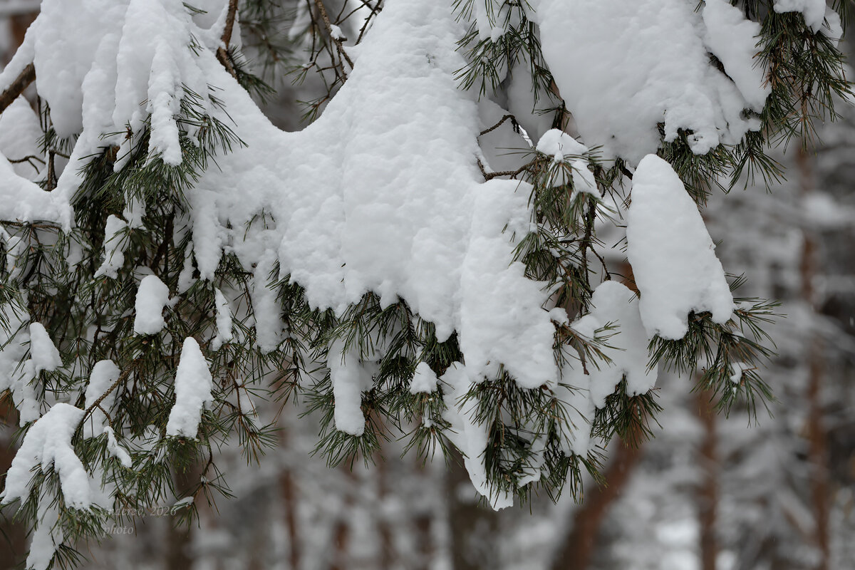 Снежные ветки - Александр Синдерёв