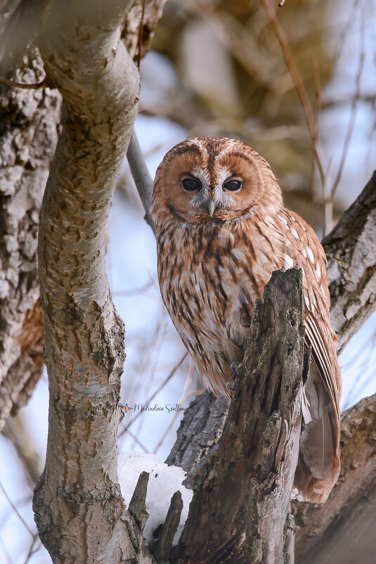 Не совсем серая. - Светлана Ивановна Медведева