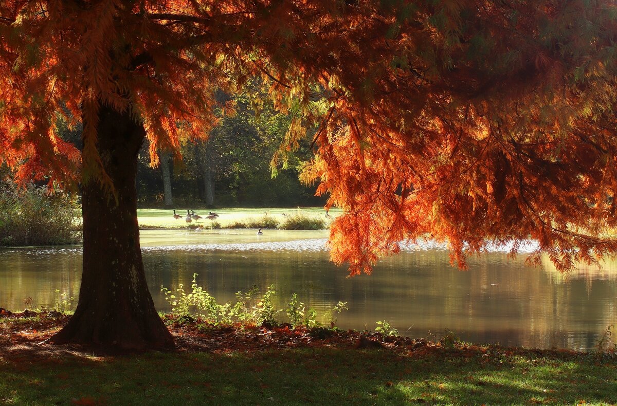 Утро рыжей осени - Юрий. Шмаков