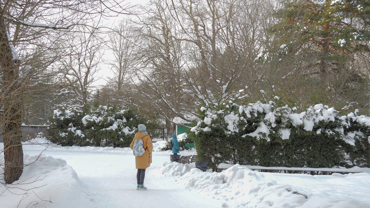 В Зимнем Парке - юрий поляков