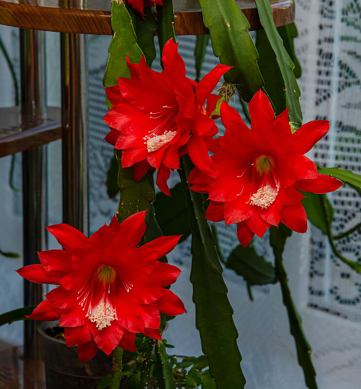 Эпифиллум - Aleksandr 