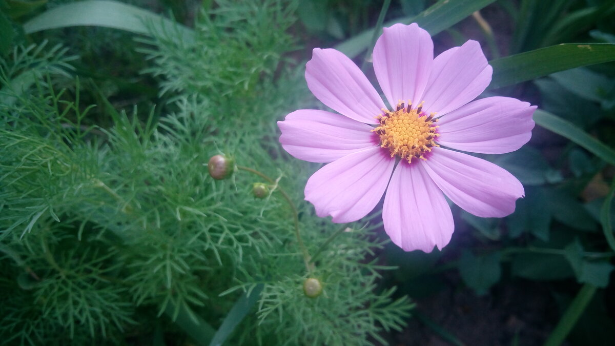 ,,, - Сергей Тимоновский