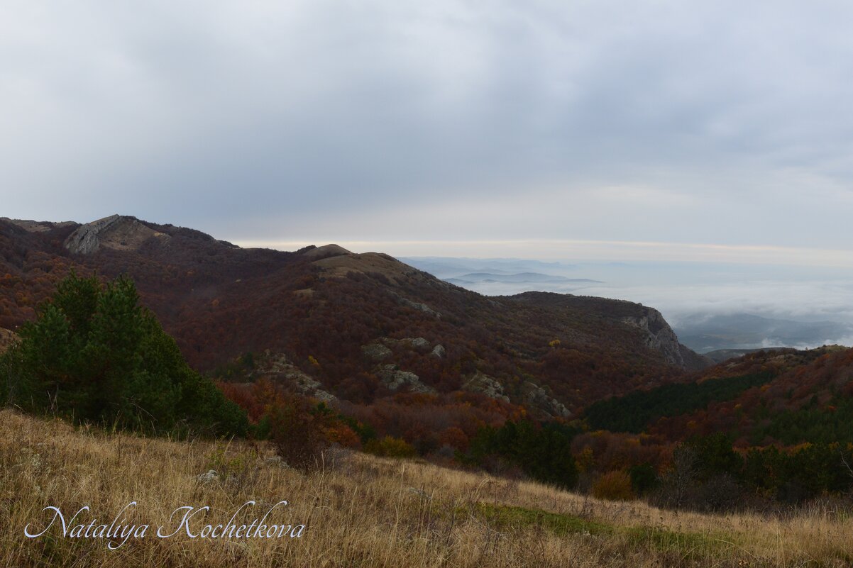 Природа Крыма - Amazing Cosmea
