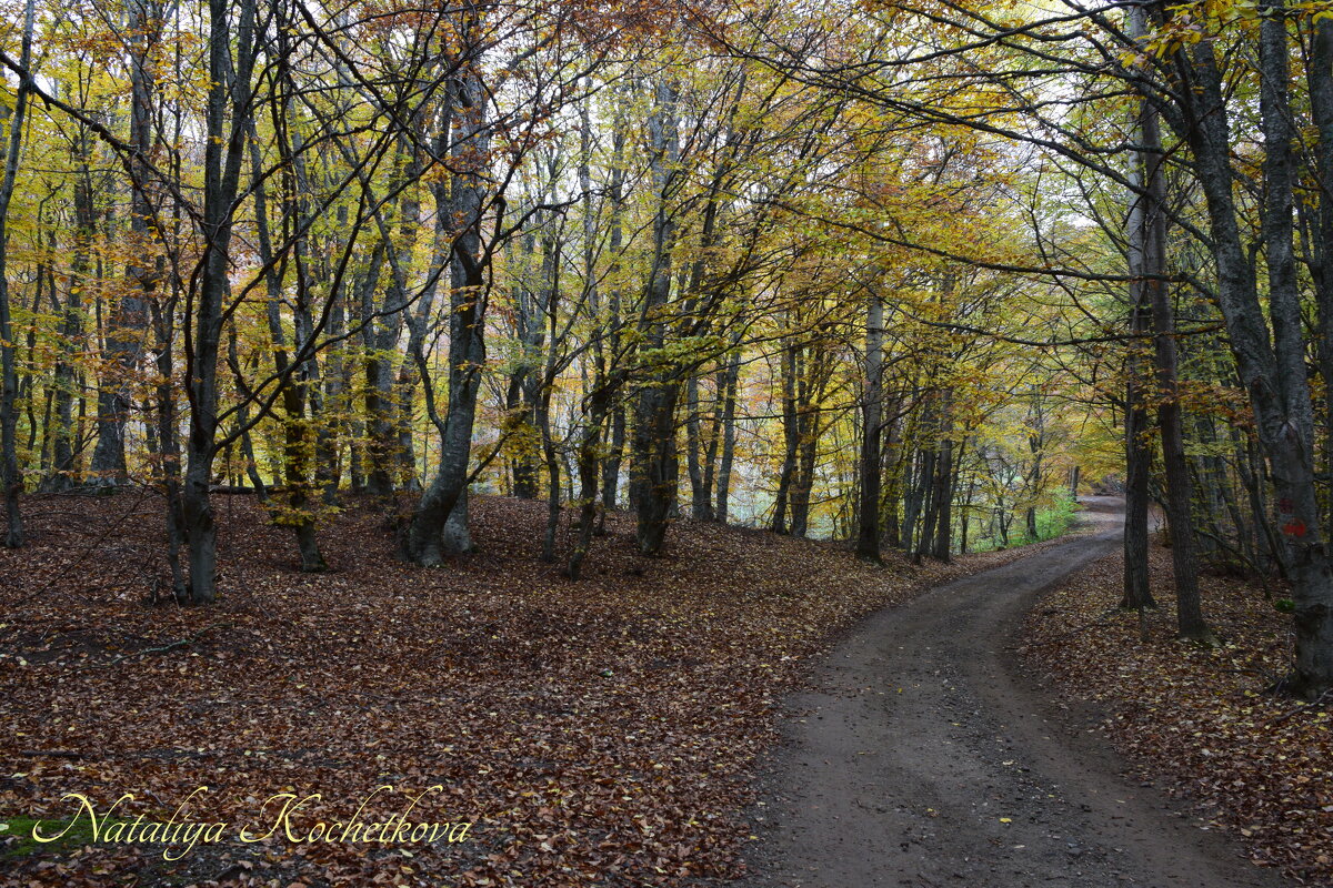 Природа Крыма - Amazing Cosmea