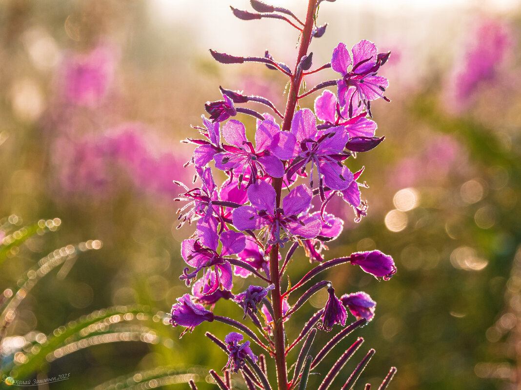 Соцветие иван-чая в искрящихся каплях утренней росы - Николай Зиновьев Соцветие иван-чая в искрящихся каплях утренней росы - Николай Зиновьев