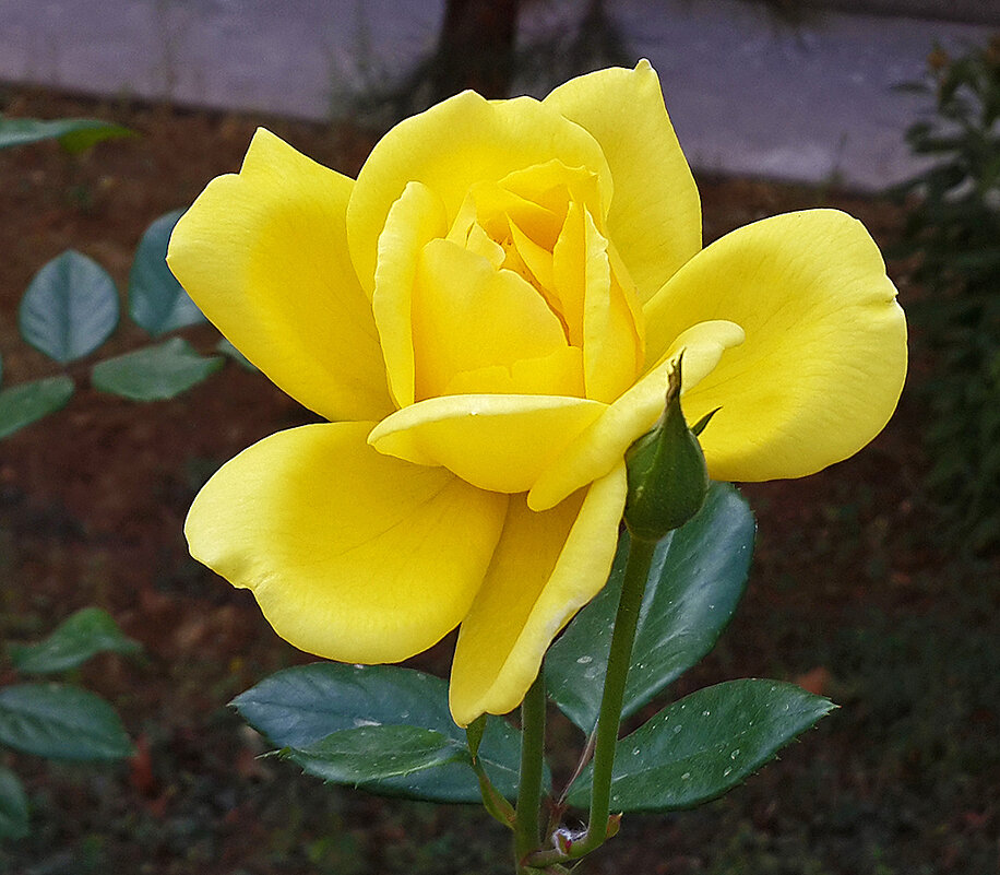 Уже раскрылась - Светлана Уже раскрылась - Светлана