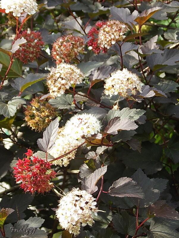 Пузыреплодник - Freddy 97