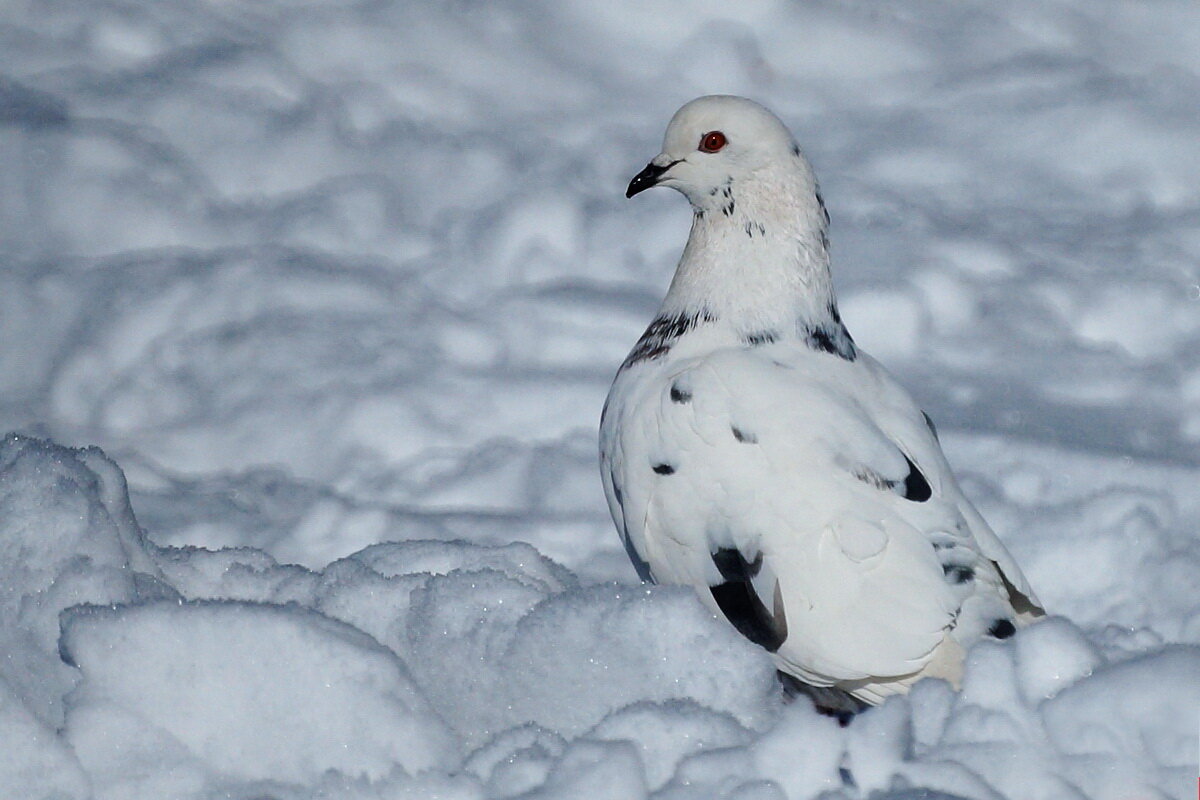 Мастер маскировки... - Николай Саржанов Мастер маскировки... - Николай Саржанов