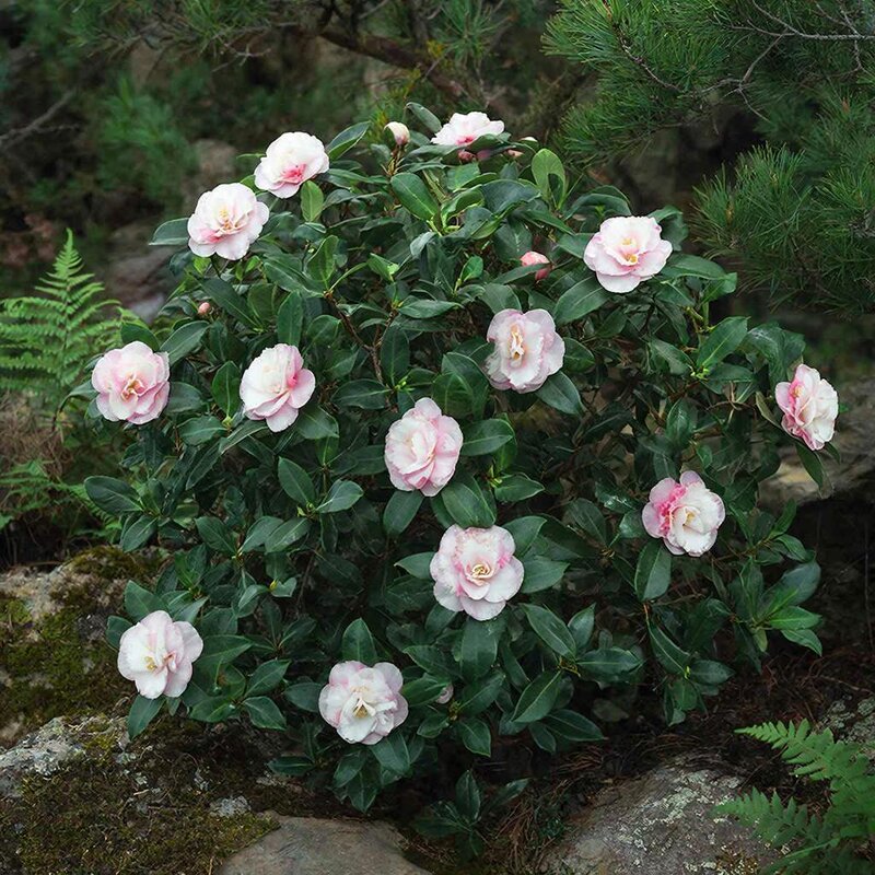 японская камелия - МАРИЯ ПОПОВА