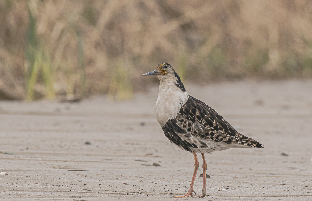 Турухтан - Игорь Шабалин