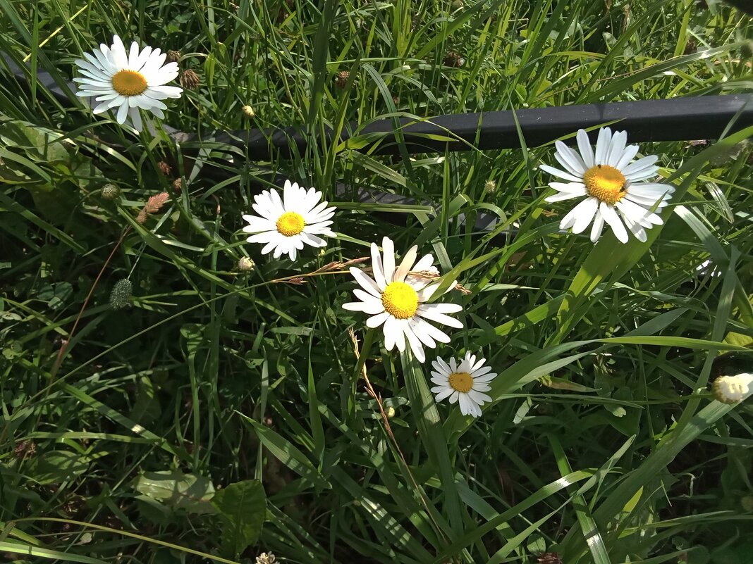 Анатолию Колосову в день рождения! - Фотогруппа Весна Анатолию Колосову в день рождения! - Фотогруппа Весна