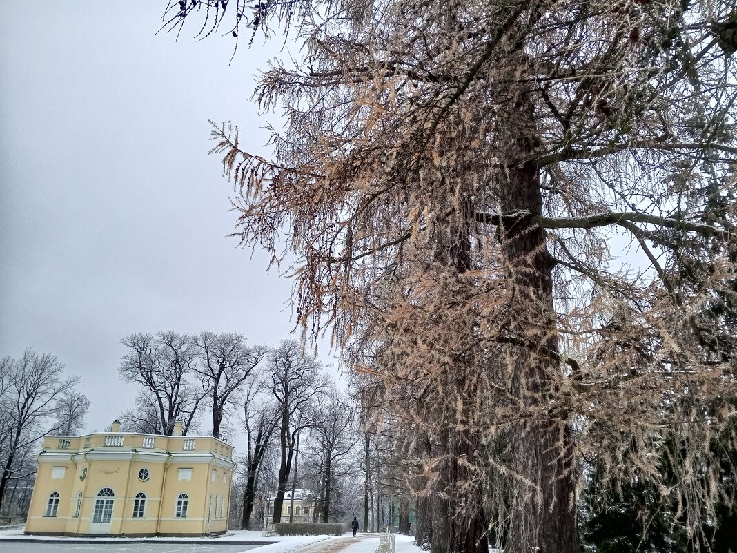 Лиственница - Сапсан 