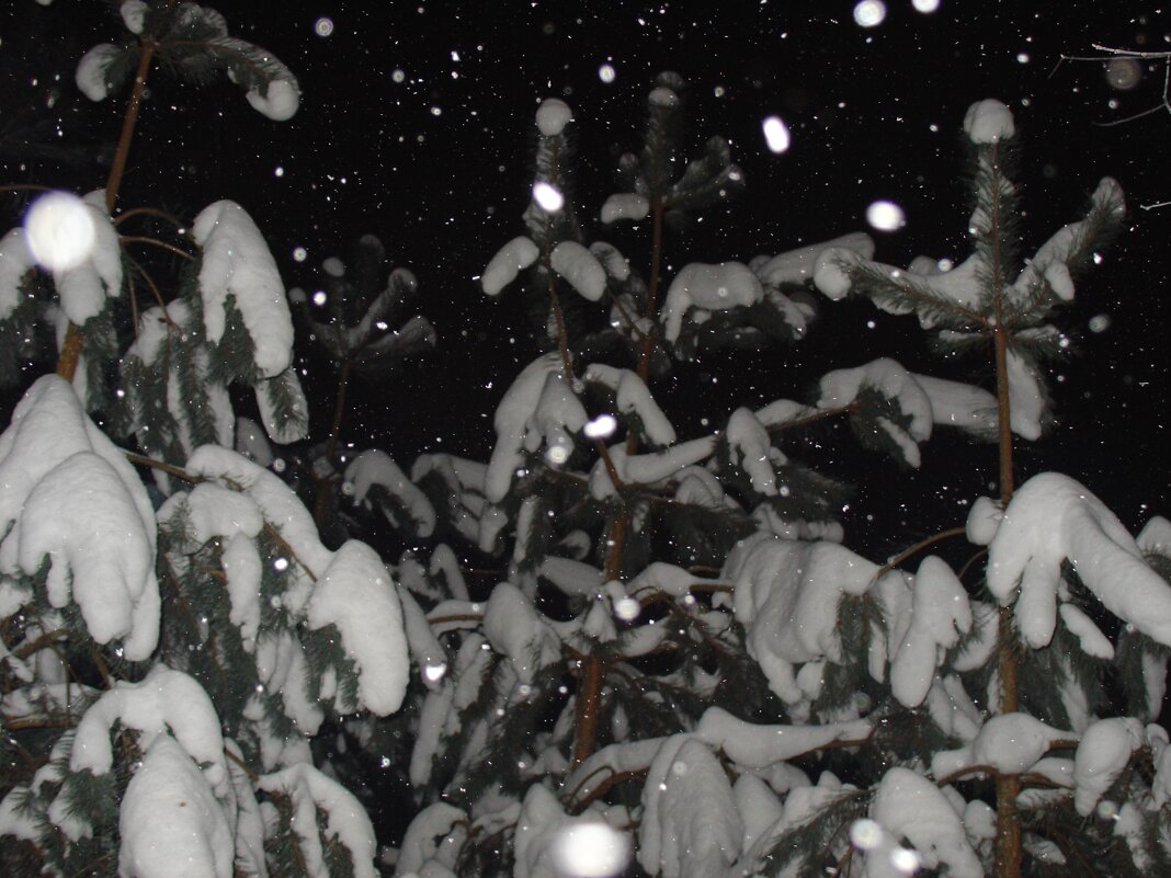 Сосны в снегу - fogmeadowww m